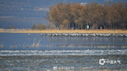 北京野鸭湖灰鹤群起舞