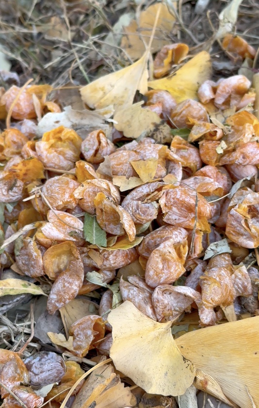 “臭宝”来啦！北京街边这类不是果，生吃多吃都有毒