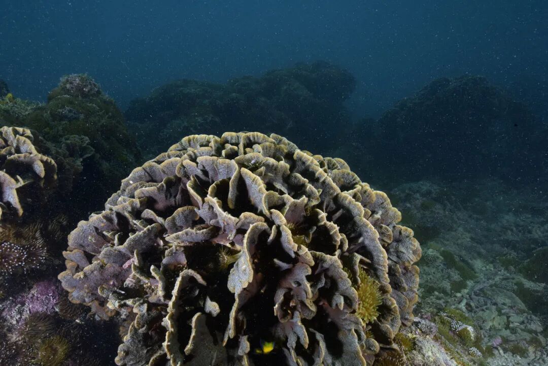 警报拉响！地球触发首个“气候临界点”