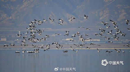 北京野鸭湖灰鹤群起舞