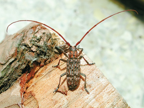 松材线虫病的危害有多大？如何有效“对症下药”？专家解读