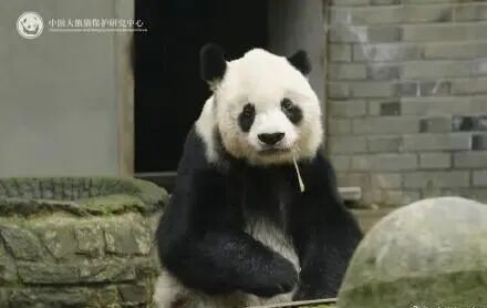 传奇“高高”去世，年约33岁！