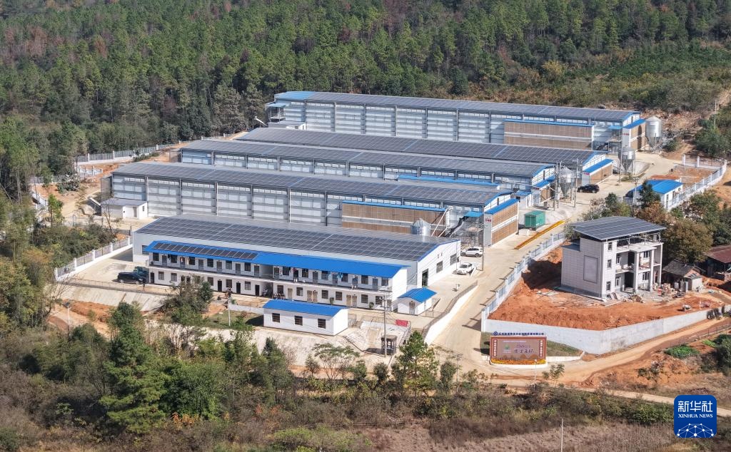 湖南冷水滩：科技赋能蛋鸡产业发展