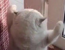 “眼里没有对知识的渴望，全是表情包……”