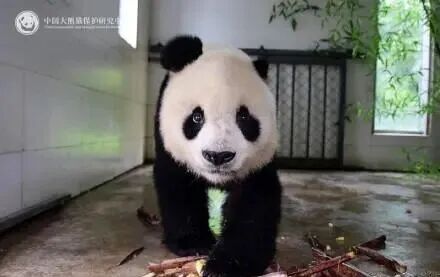 传奇“高高”去世，年约33岁！