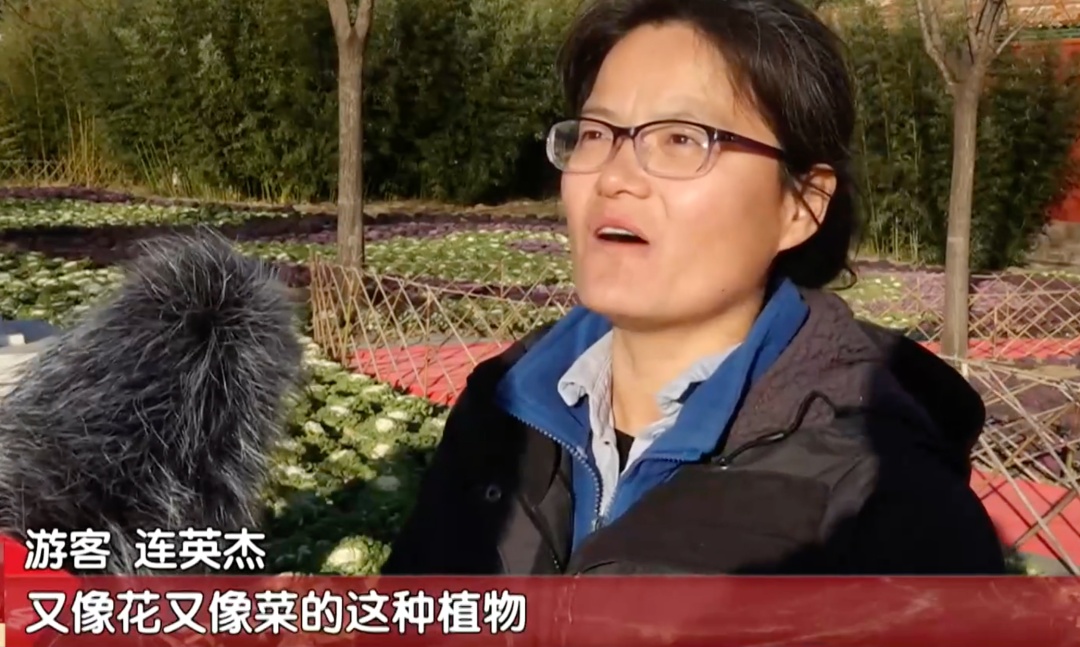 景山公园上线“新皮肤”,市民走近一看:这菜我吃过—— 景山公园上线“新皮肤”,市民走近一看:这菜我吃过——