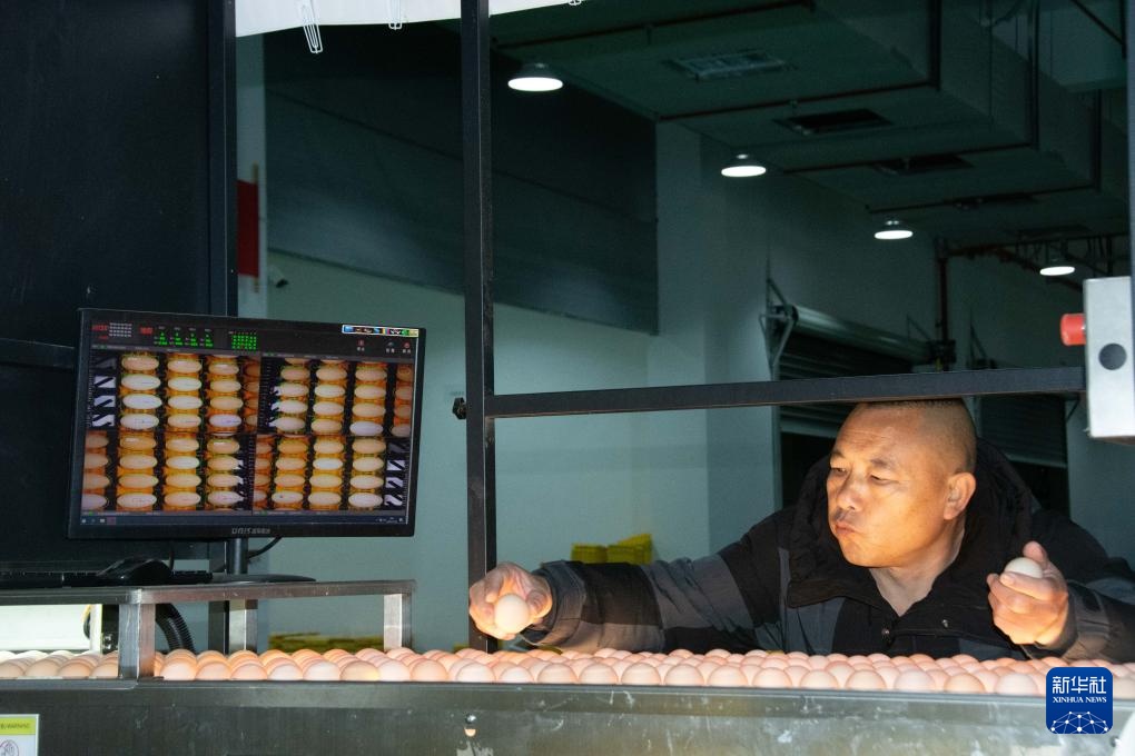 湖南冷水滩：科技赋能蛋鸡产业发展