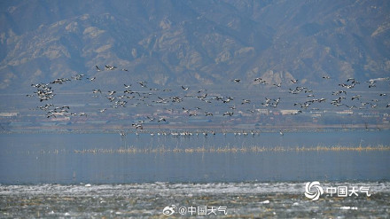 北京野鸭湖灰鹤群起舞