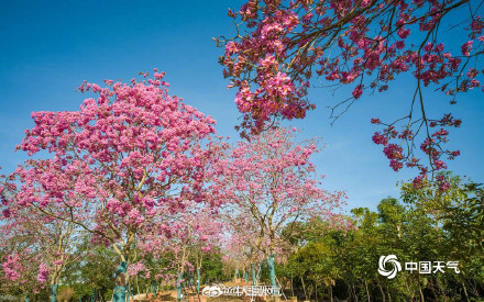 美！紫花风铃木绽放自带浪漫滤镜