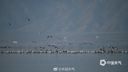 北京野鸭湖灰鹤群起舞