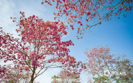 美！紫花风铃木绽放自带浪漫滤镜