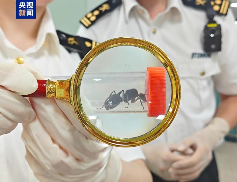 蜥蜴、狐獴、蜘蛛......异宠热潮背后的风险你知道吗?