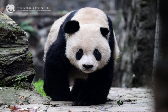 大熊猫“高高”去世，年约33岁相当于人类百岁高龄！曾三次被放生又三次独自返回基地