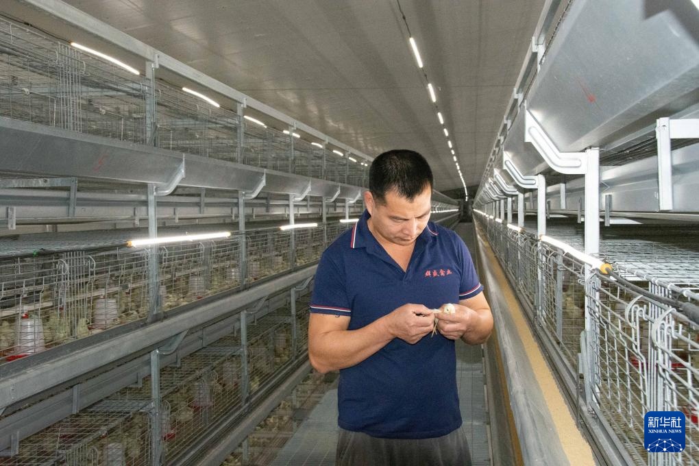 湖南冷水滩：科技赋能蛋鸡产业发展