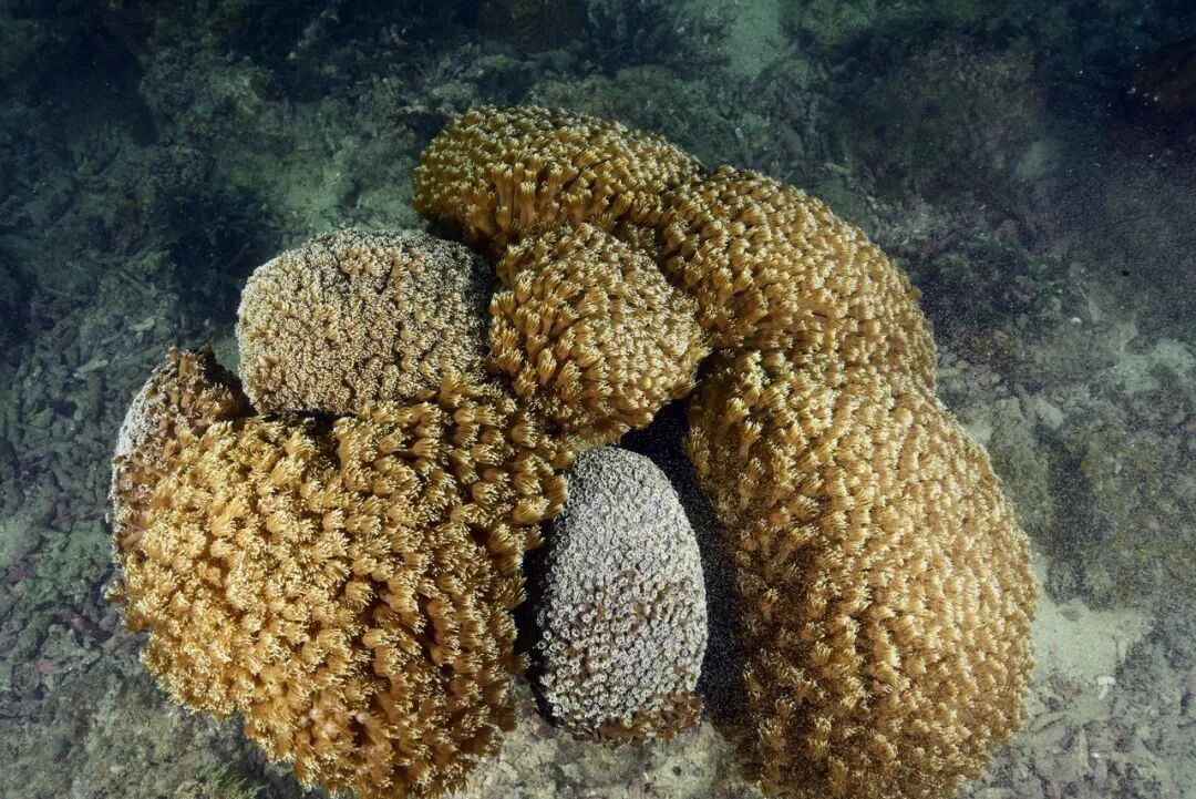 警报拉响！地球触发首个“气候临界点”