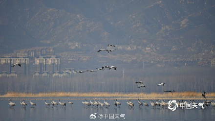 北京野鸭湖灰鹤群起舞