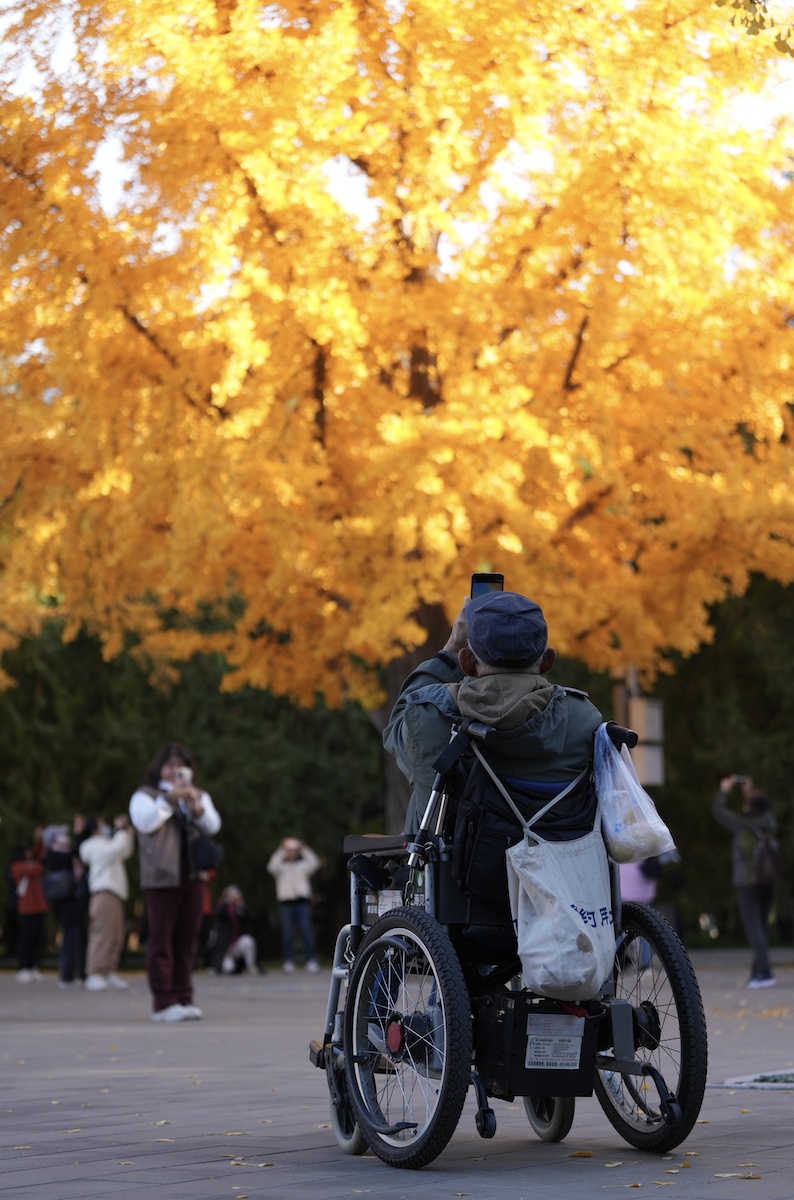 “臭宝”来啦！北京街边这类不是果，生吃多吃都有毒