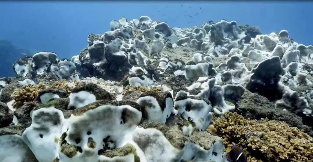 警报拉响！地球触发首个“气候临界点”