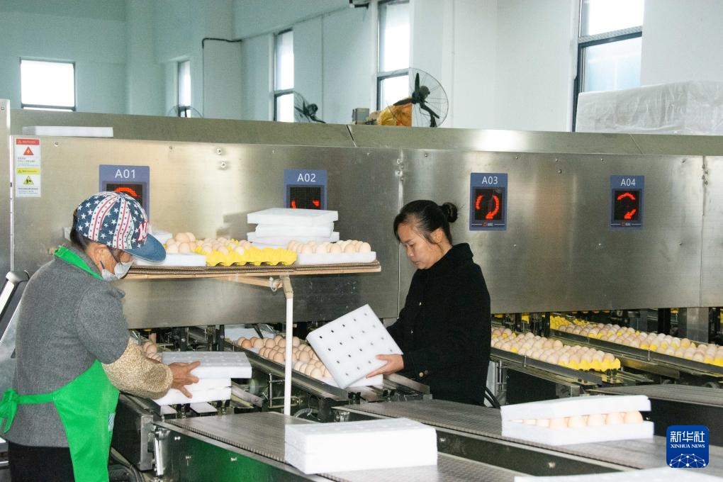 湖南冷水滩：科技赋能蛋鸡产业发展