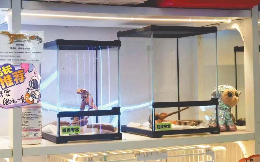 蜥蜴、狐獴、蜘蛛......异宠热潮背后的风险你知道吗?