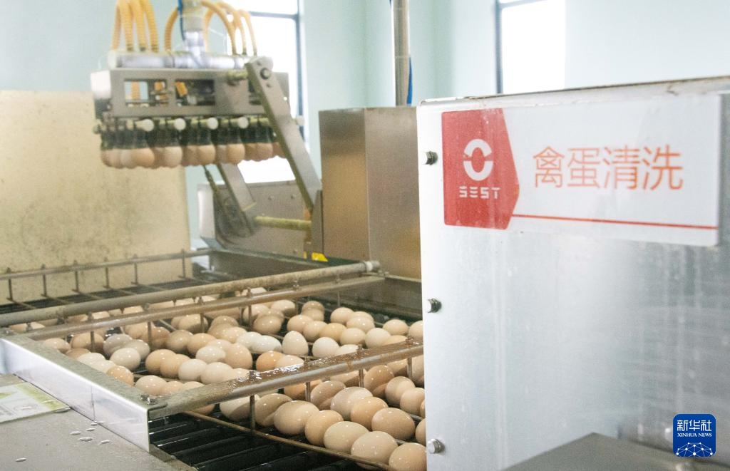 湖南冷水滩：科技赋能蛋鸡产业发展