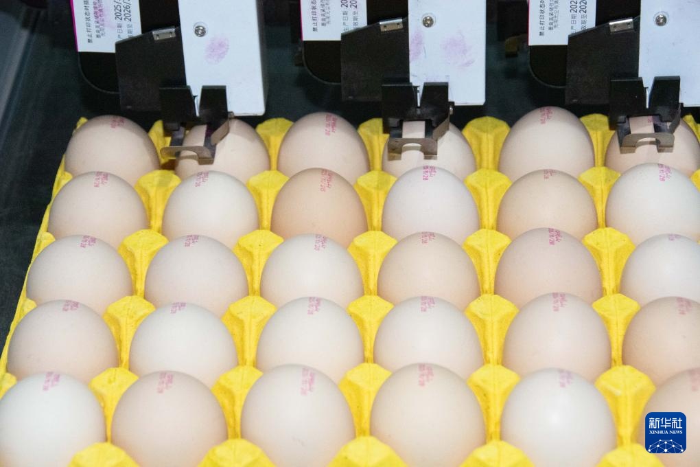 湖南冷水滩：科技赋能蛋鸡产业发展