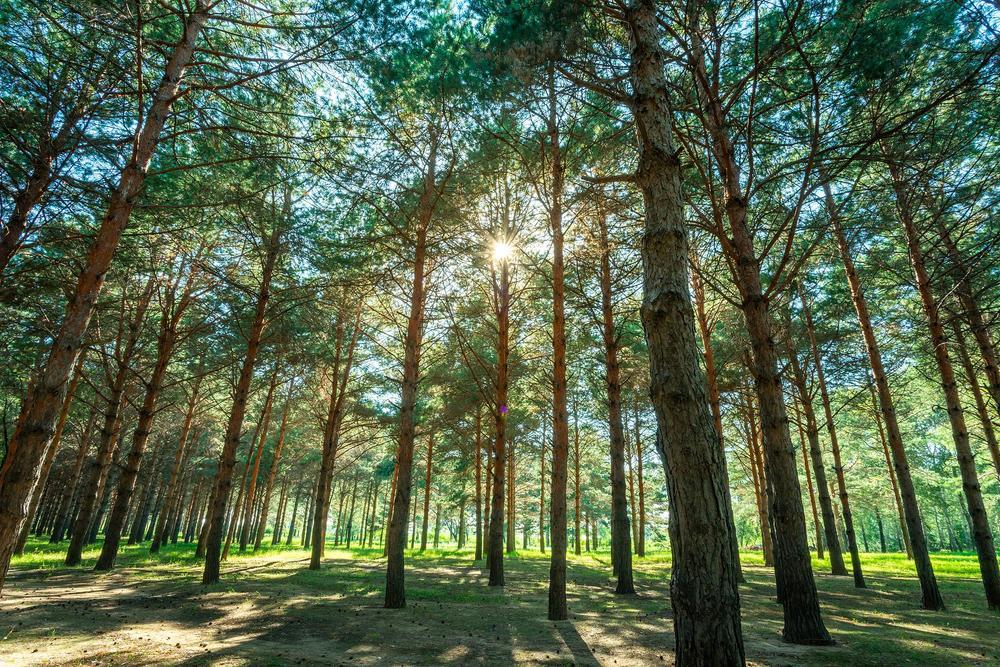 松材线虫病的危害有多大？如何有效“对症下药”？专家解读