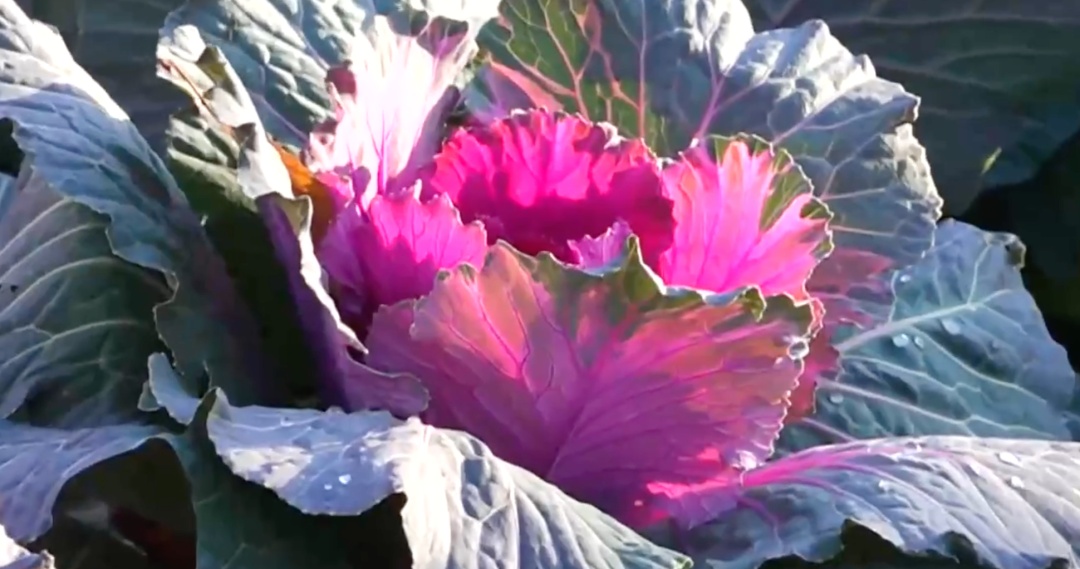 景山公园上线“新皮肤”,市民走近一看:这菜我吃过—— 景山公园上线“新皮肤”,市民走近一看:这菜我吃过——