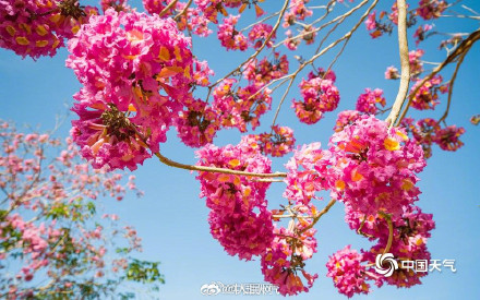 美！紫花风铃木绽放自带浪漫滤镜