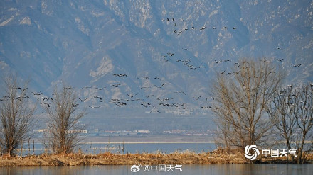 北京野鸭湖灰鹤群起舞