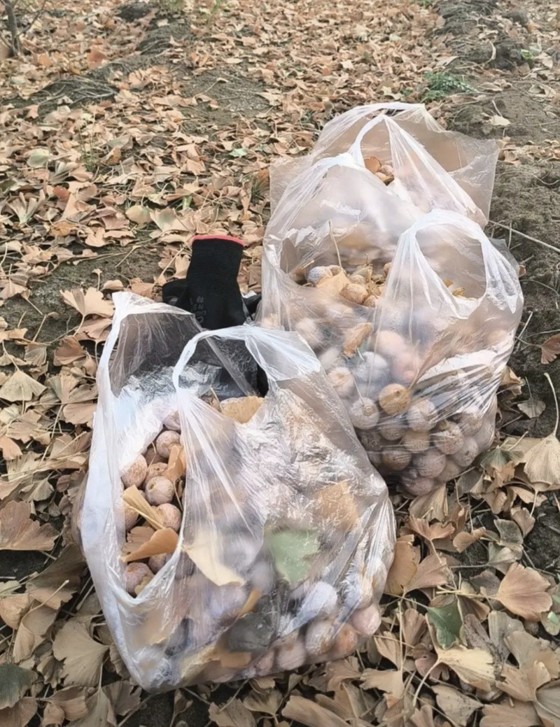 “臭宝”来啦！北京街边这类不是果，生吃多吃都有毒