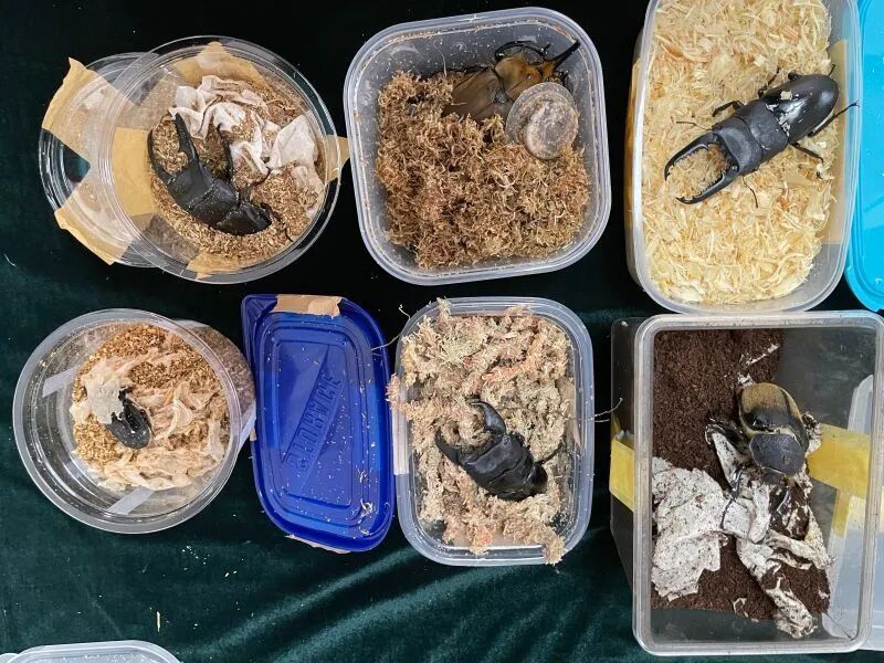 蜥蜴、狐獴、蜘蛛......异宠热潮背后的风险你知道吗?