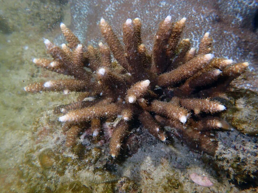 警报拉响！地球触发首个“气候临界点”