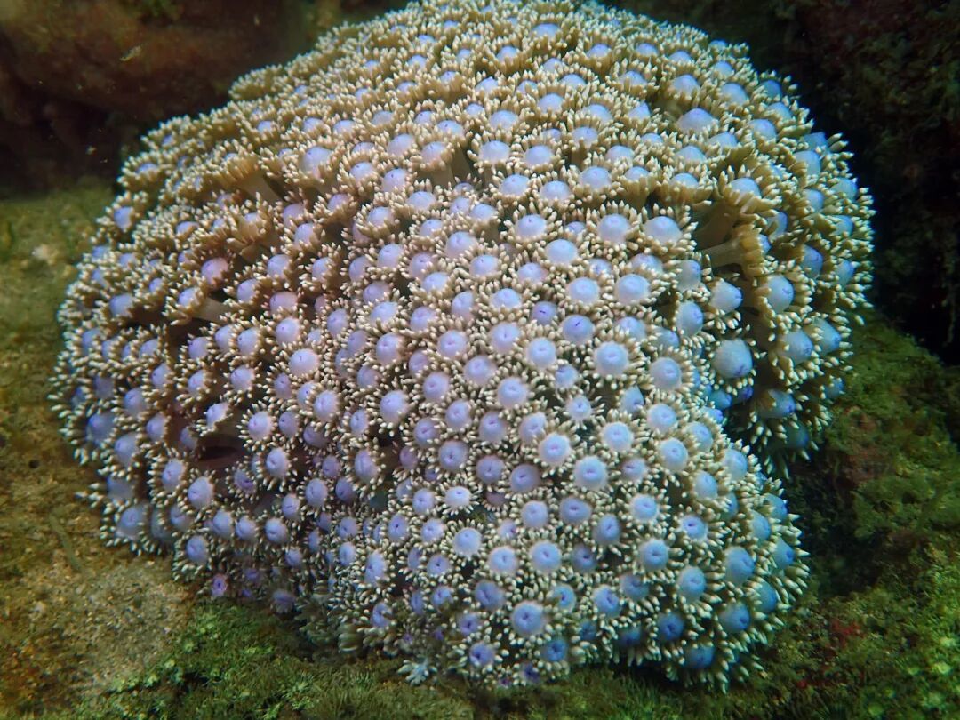 警报拉响！地球触发首个“气候临界点”