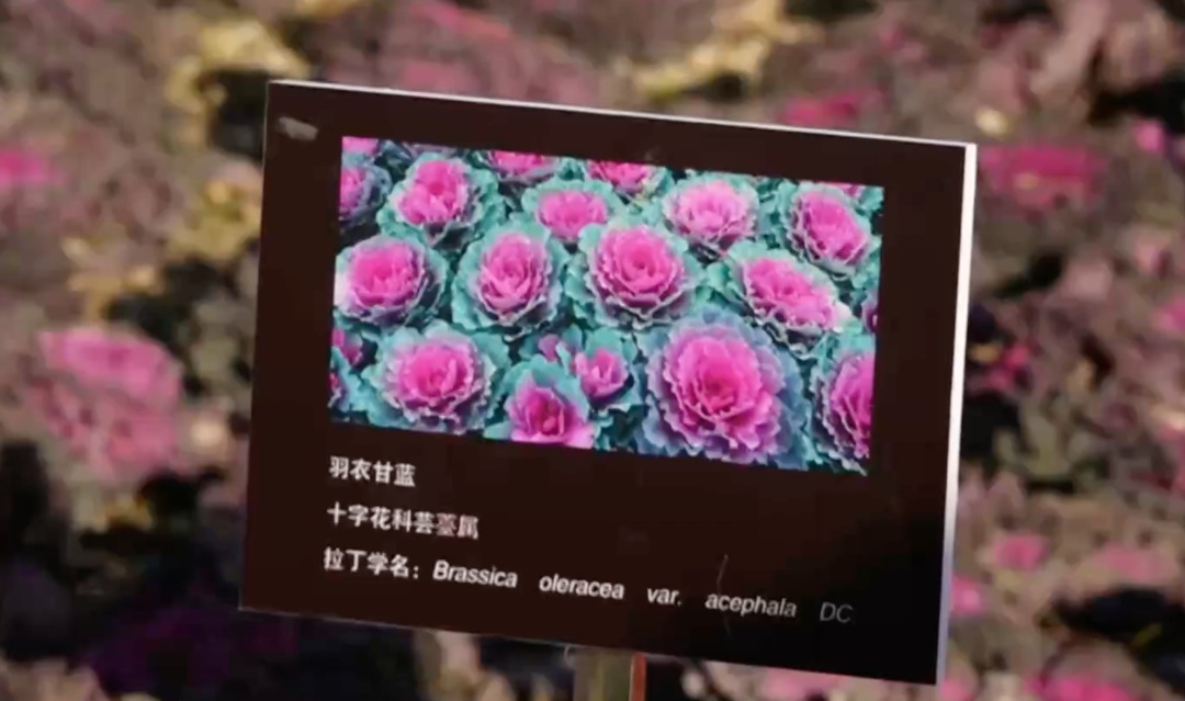 景山公园上线“新皮肤”,市民走近一看:这菜我吃过—— 景山公园上线“新皮肤”,市民走近一看:这菜我吃过——