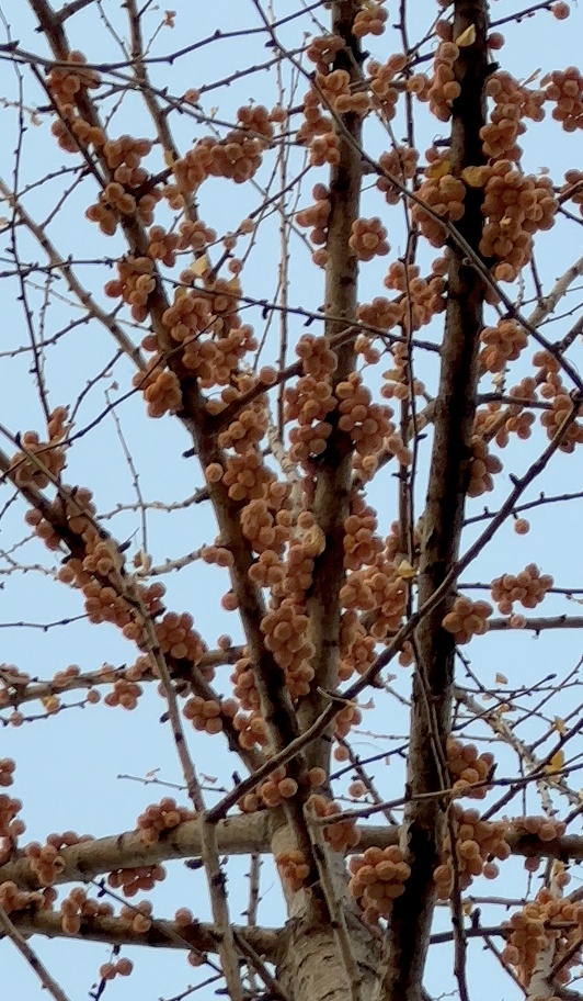 “臭宝”来啦！北京街边这类不是果，生吃多吃都有毒