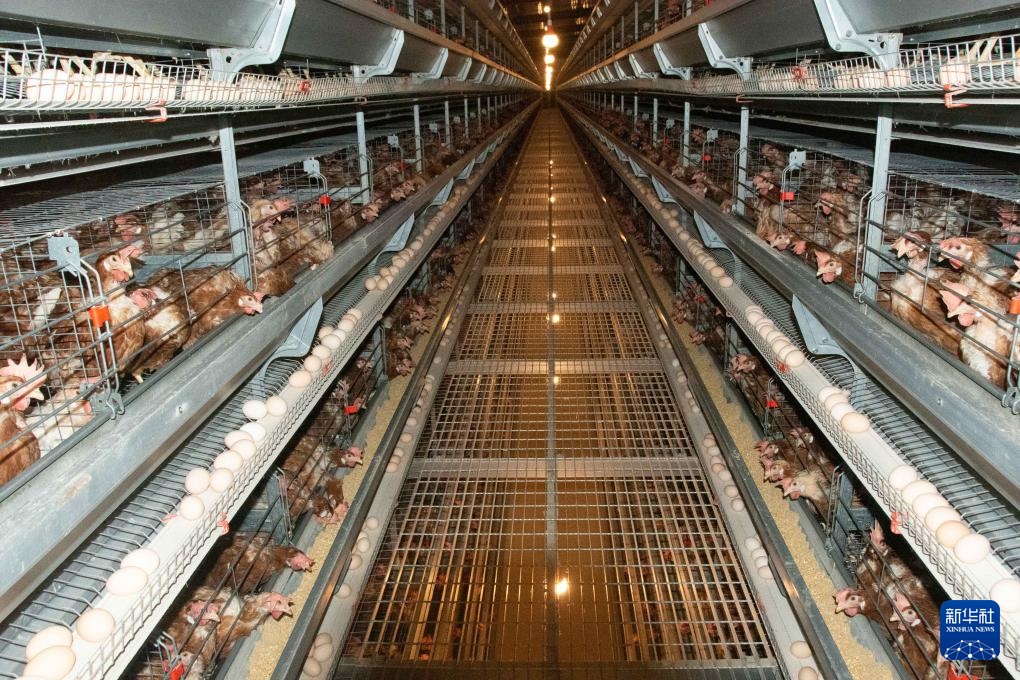 湖南冷水滩：科技赋能蛋鸡产业发展