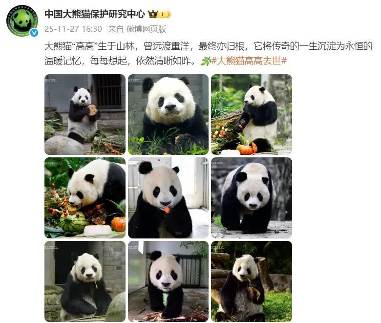 传奇“高高”去世，年约33岁！