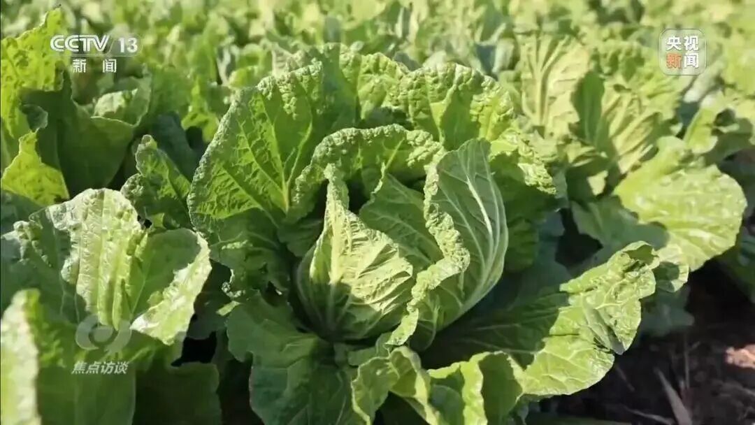 从9毛一斤到155元一颗，起底“套牌白菜”身价暴涨的秘密→