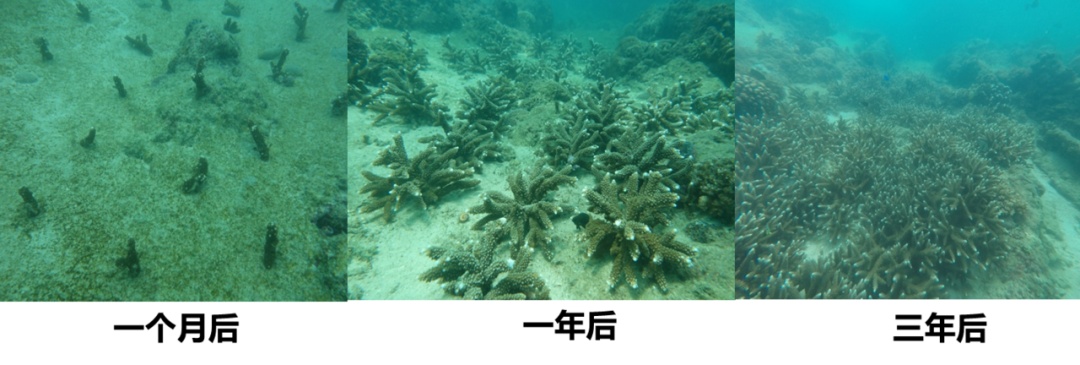 警报拉响！地球触发首个“气候临界点”