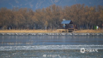 北京野鸭湖灰鹤群起舞