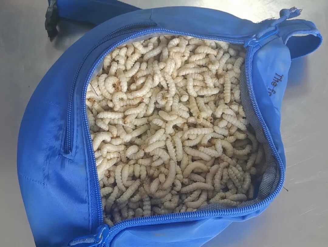 3名旅客下腹部贴身藏11斤活的竹虫入境，被西双版纳海关查获