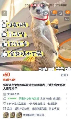 蜥蜴、狐獴、蜘蛛......异宠热潮背后的风险你知道吗?