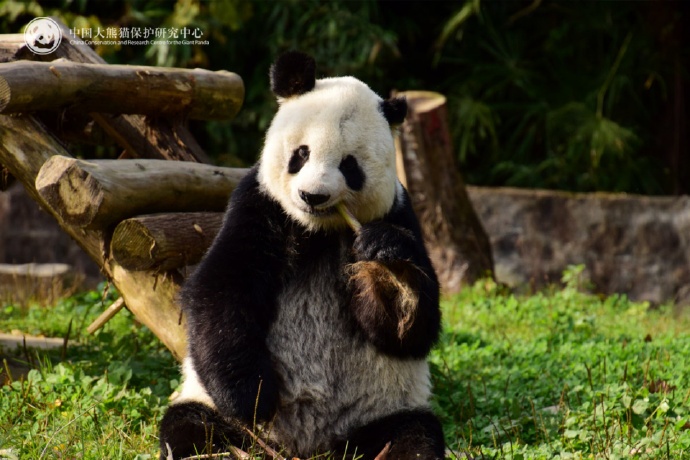 大熊猫“高高”去世，年约33岁相当于人类百岁高龄！曾三次被放生又三次独自返回基地