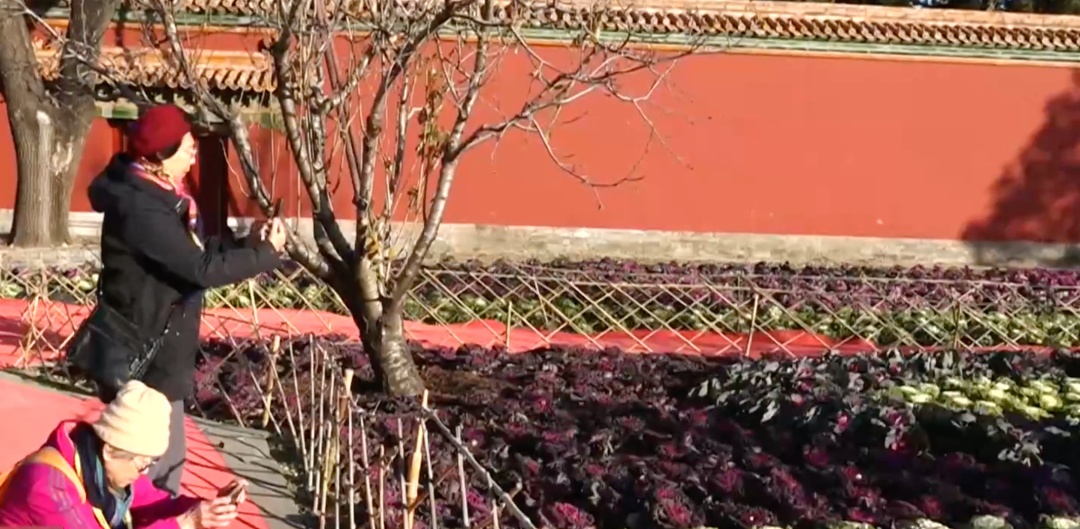 景山公园上线“新皮肤”,市民走近一看:这菜我吃过—— 景山公园上线“新皮肤”,市民走近一看:这菜我吃过——