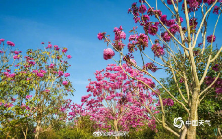 美！紫花风铃木绽放自带浪漫滤镜