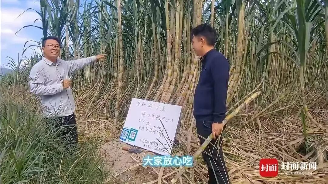 “偷甘蔗”爆火背后：随意踩踏、浪费严重，有人趁乱真偷