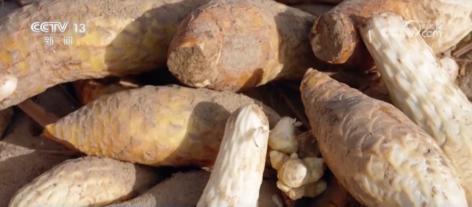 沙漠“盲盒”开出美味物产 解锁“死亡之海”背后的绿色密码