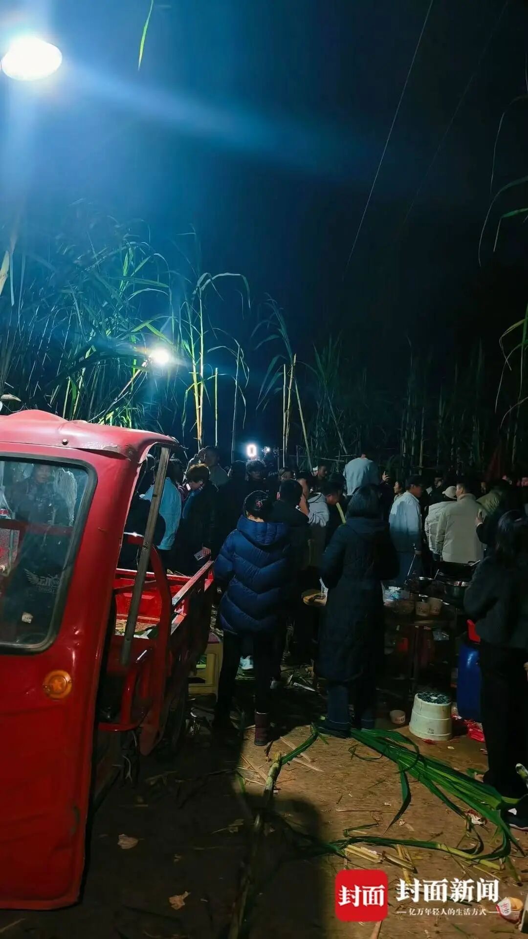 “偷甘蔗”爆火背后：随意踩踏、浪费严重，有人趁乱真偷