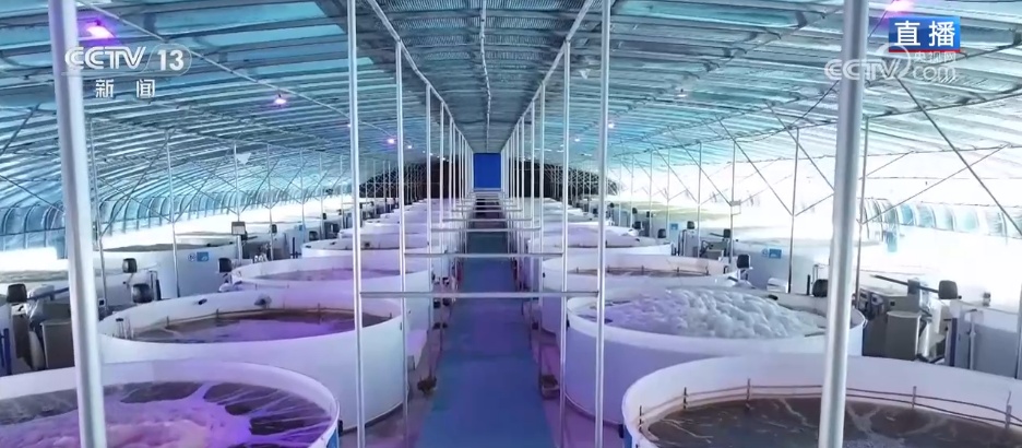 在沙漠实现吃鱼自由 看新疆如何书写“水产奇迹”